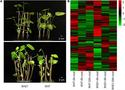 Comparative Proteomic Analysis Reveals the Ascorbate Peroxidase-Mediated Plant Resistance to Verticillium dahliae in Gossypium barbadense